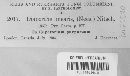 Diaporthe linearis image