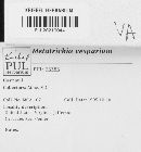 Metatrichia vesparium image