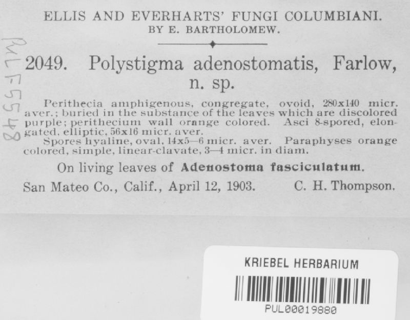 Polystigma adenostomatis image