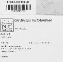 Cordyceps melolonthae image