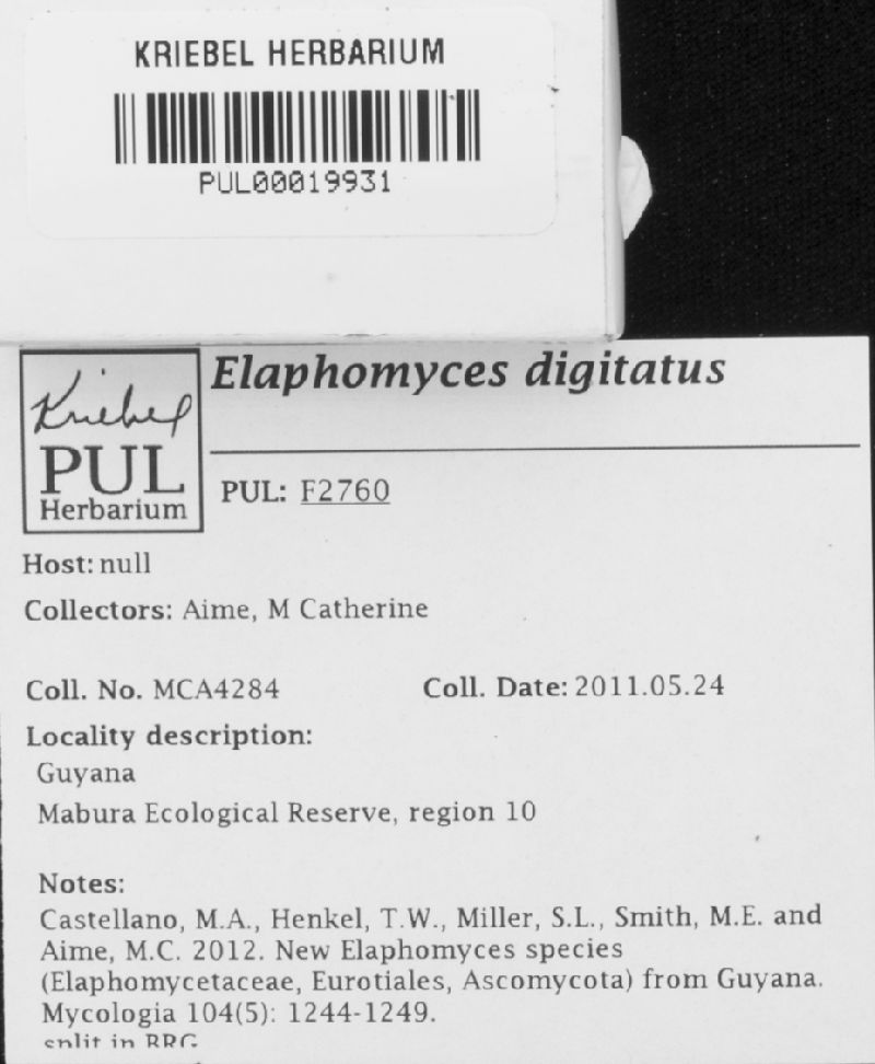 Elaphomyces digitatus image