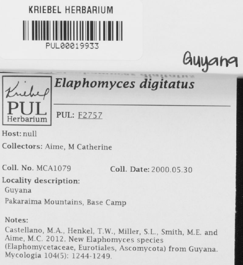 Elaphomyces digitatus image