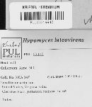 Hypomyces luteovirens image