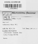Microstoma floccosum image