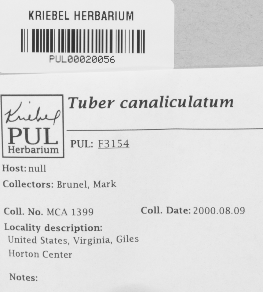 Tuber canaliculatum image