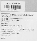 Sarcosoma globosum image
