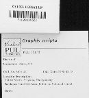 Graphis scripta image