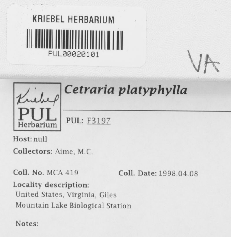 Cetraria platyphylla image