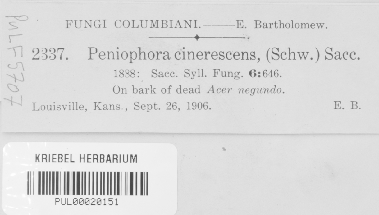 Peniophora cinerescens image