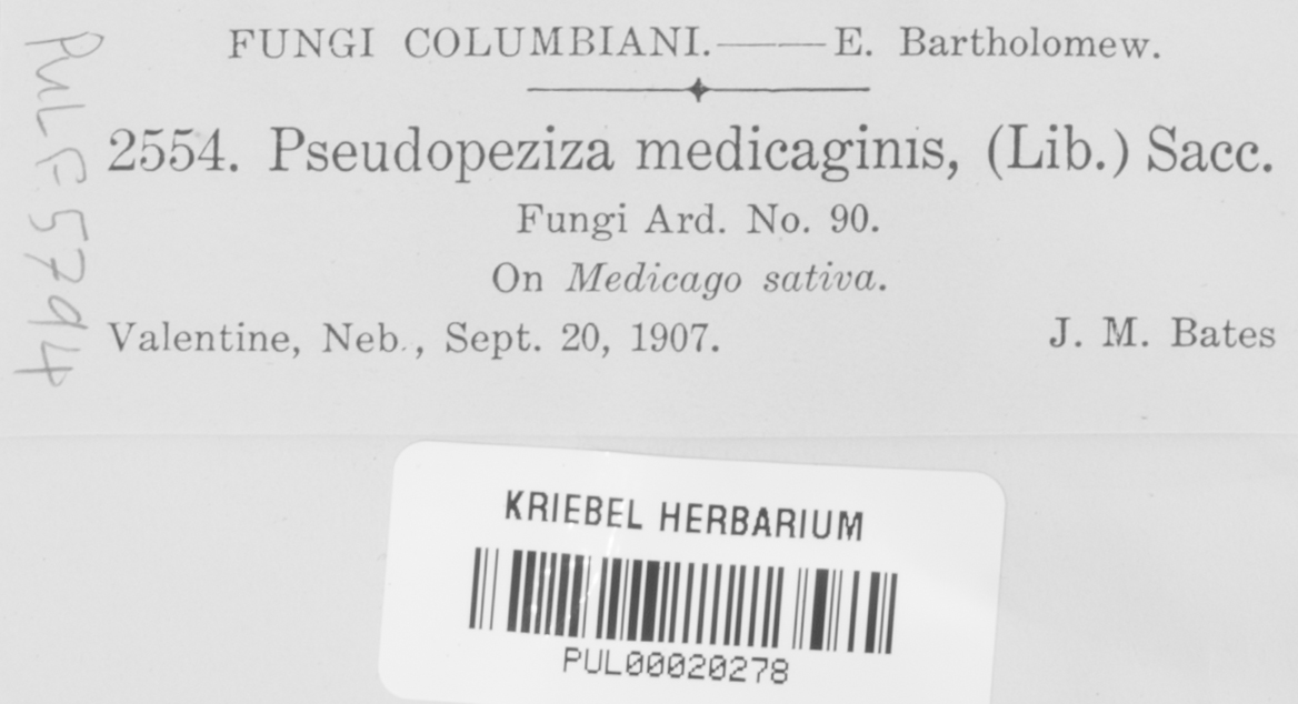 Pseudopeziza medicaginis image