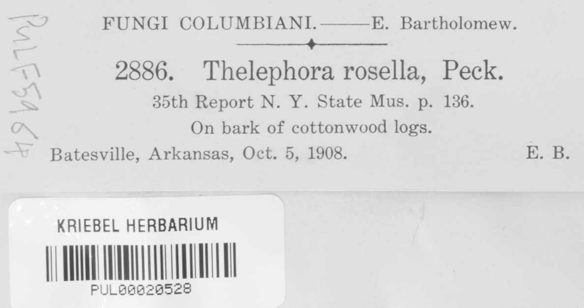 Thelephora rosella image