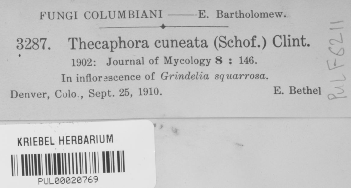 Thecaphora image