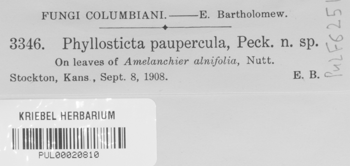 Phyllosticta paupercula image