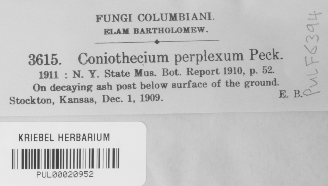 Coniothecium perplexum image