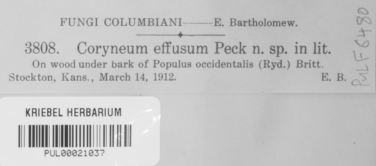 Coryneum effusum image