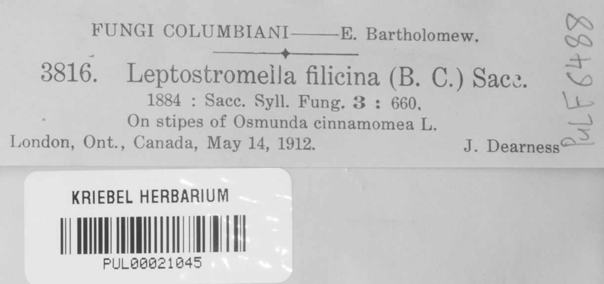 Leptostromella filicina image
