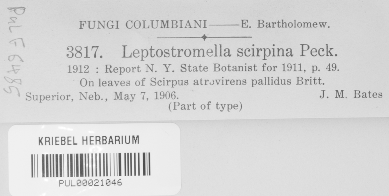 Leptostromella image