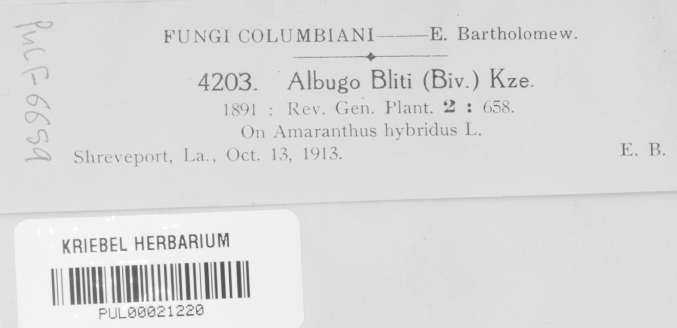 Albugo bliti image