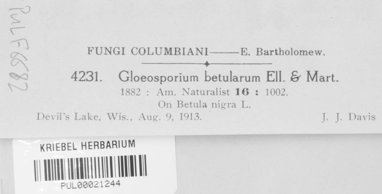 Gloeosporium betularum image