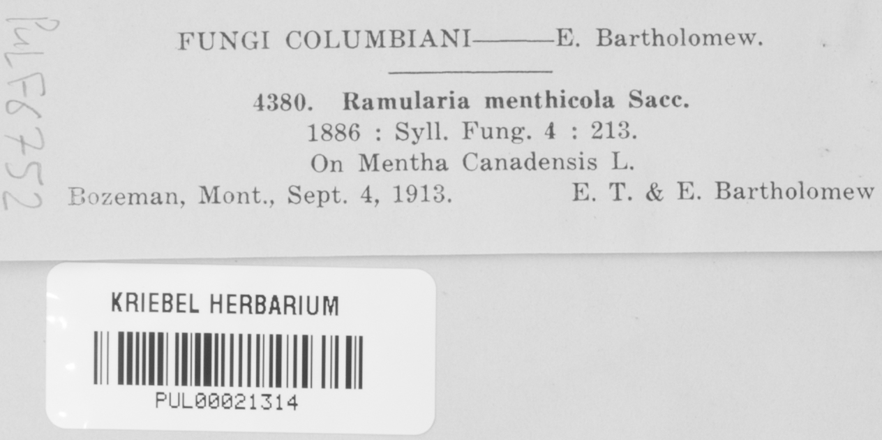 Ramularia menthicola image