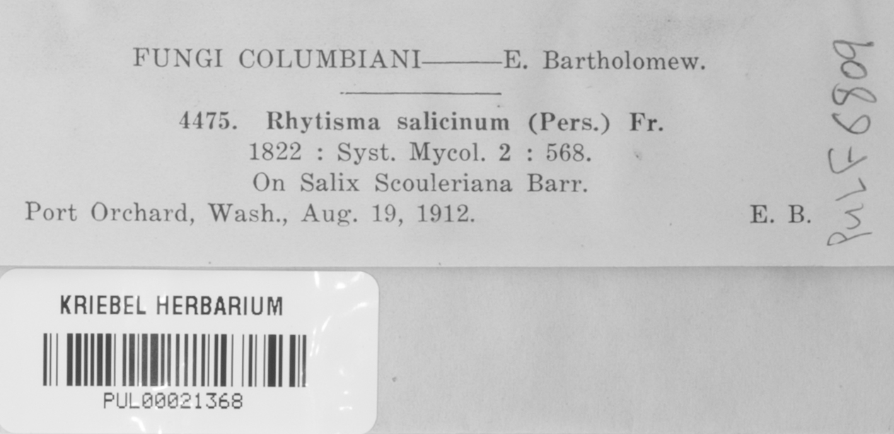 Rhytisma salicinum image