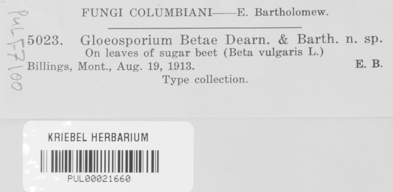 Gloeosporium betae image