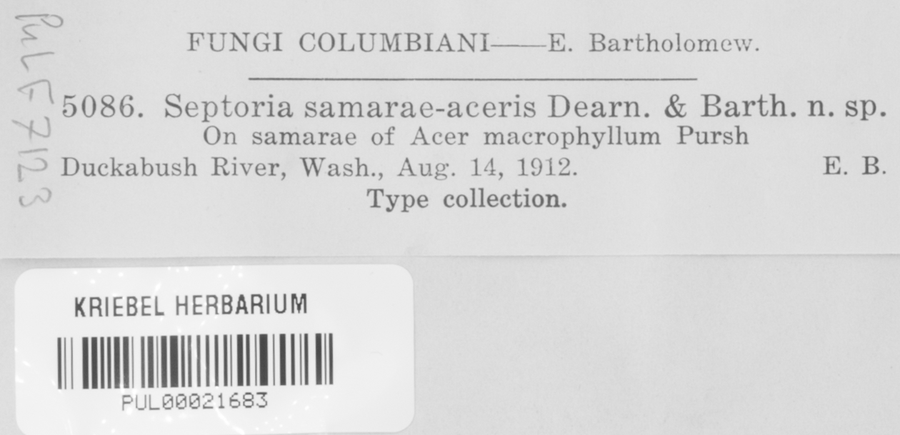 Septoria samarae-aceris image