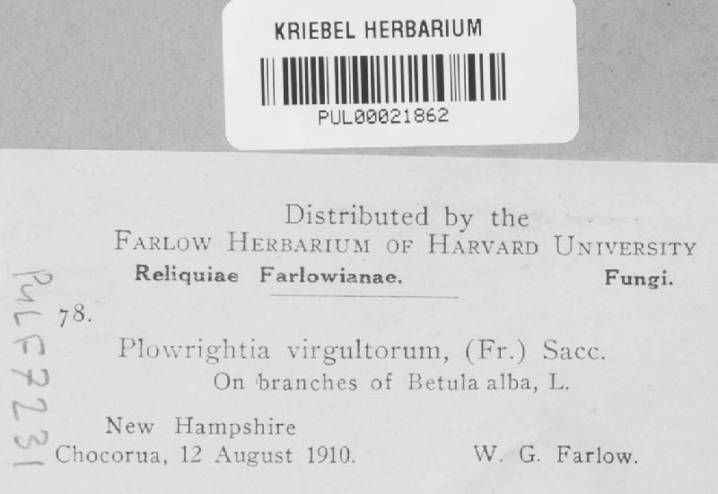 Anisogramma virgultorum image