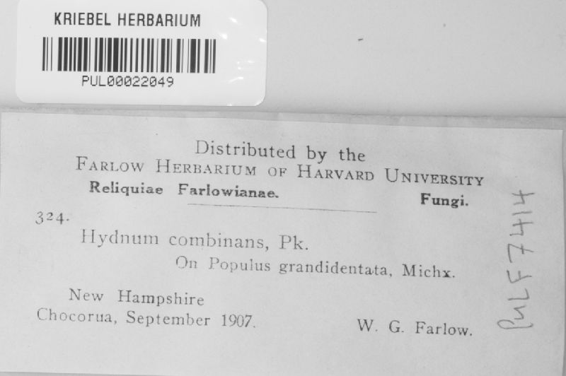 Hydnum combinans image