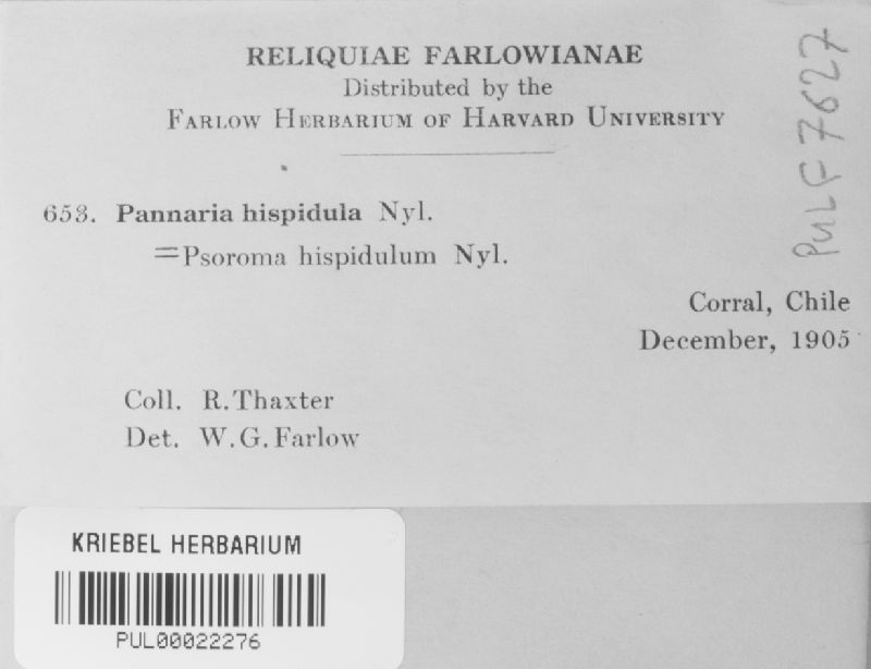 Pannaria hispidula image