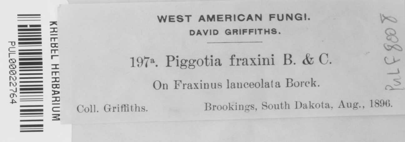 Piggotia image