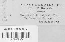 Mollisia dehnii image