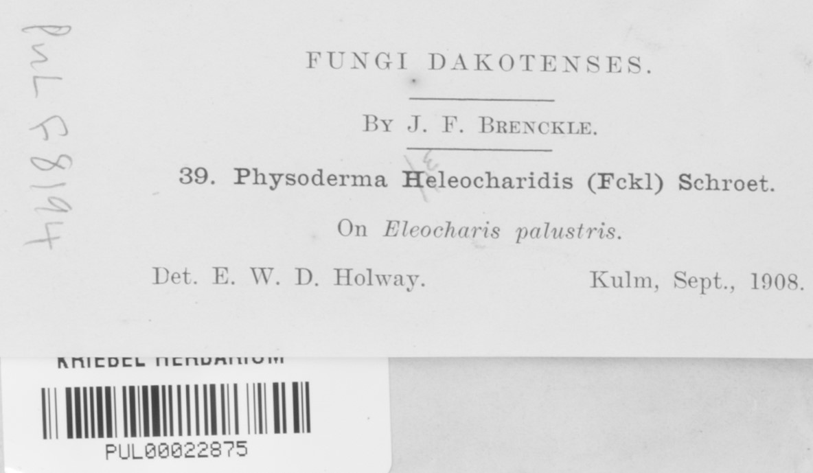 Physoderma eleocharidis image