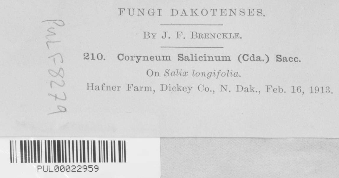 Seimatosporium salicinum image