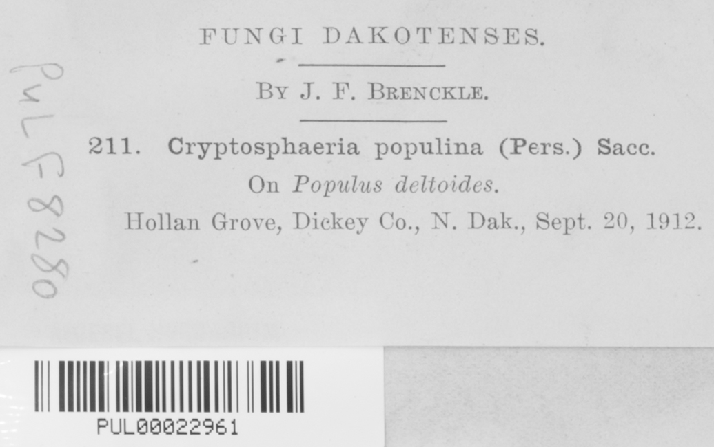 Cryptosphaeria ligniota image