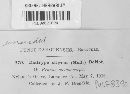 Diatrype stigma image