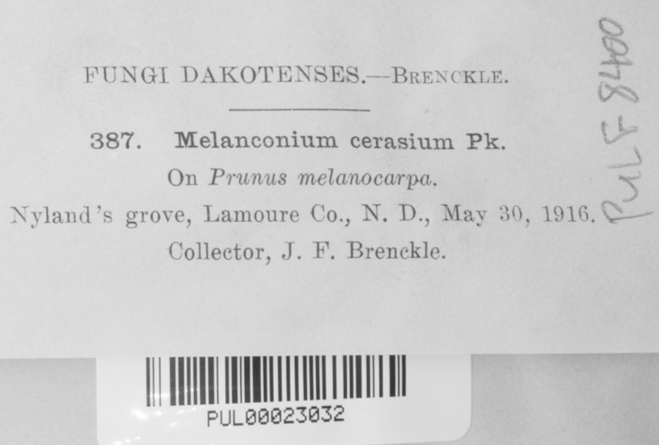 Melanconium cerasium image
