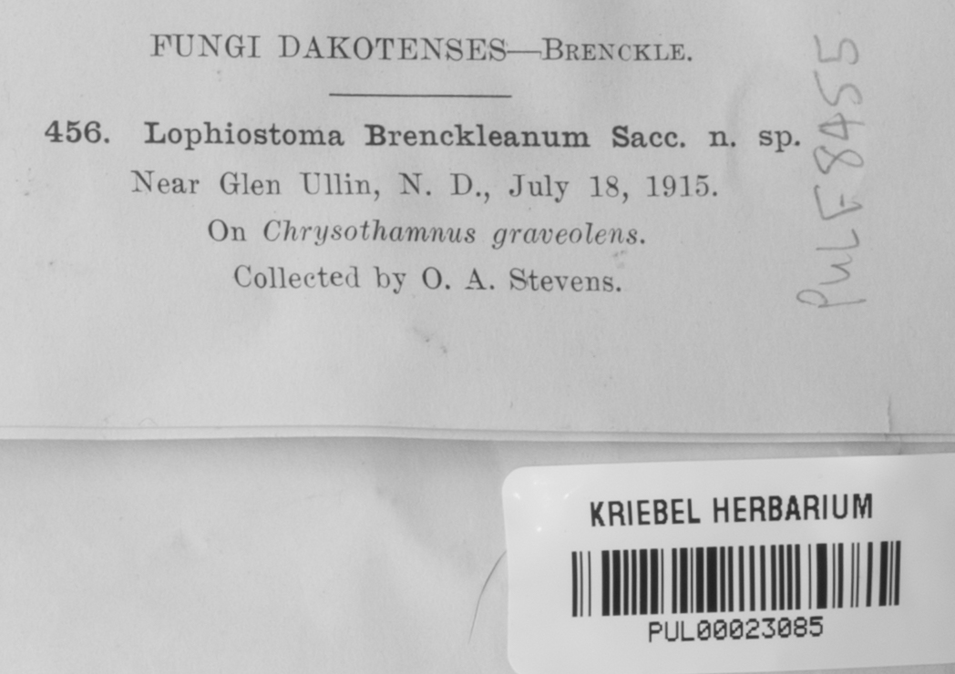 Lophiostoma brenckleanum image