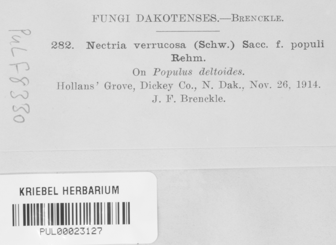 Nectria masseei image