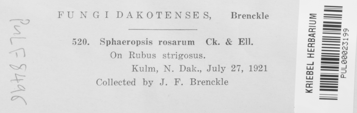 Sphaeropsis rosarum image