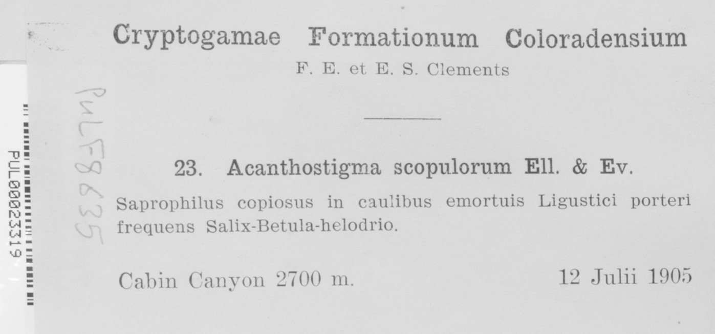 Acanthostigma scopulorum image