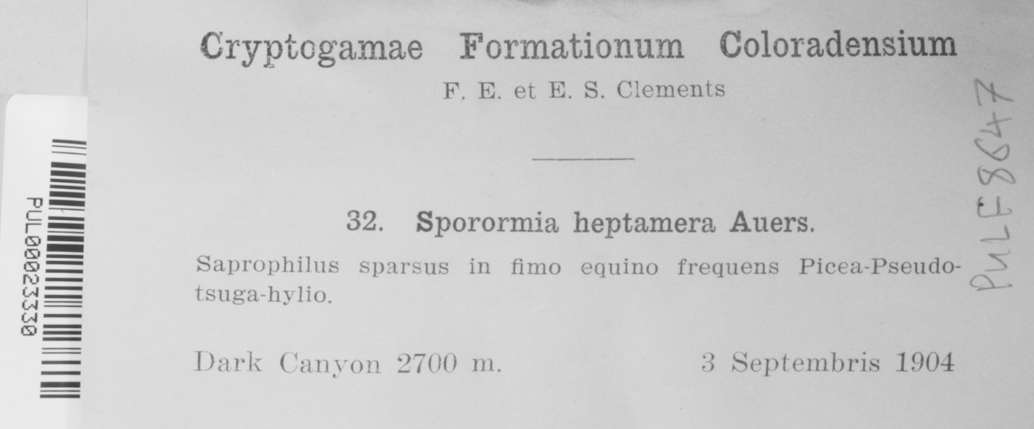 Sporormia heptamera image