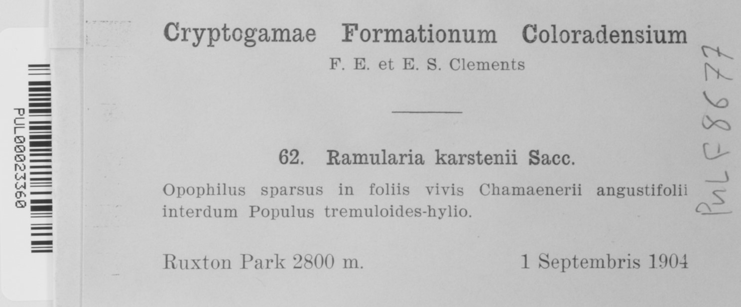 Ramularia karstenii image