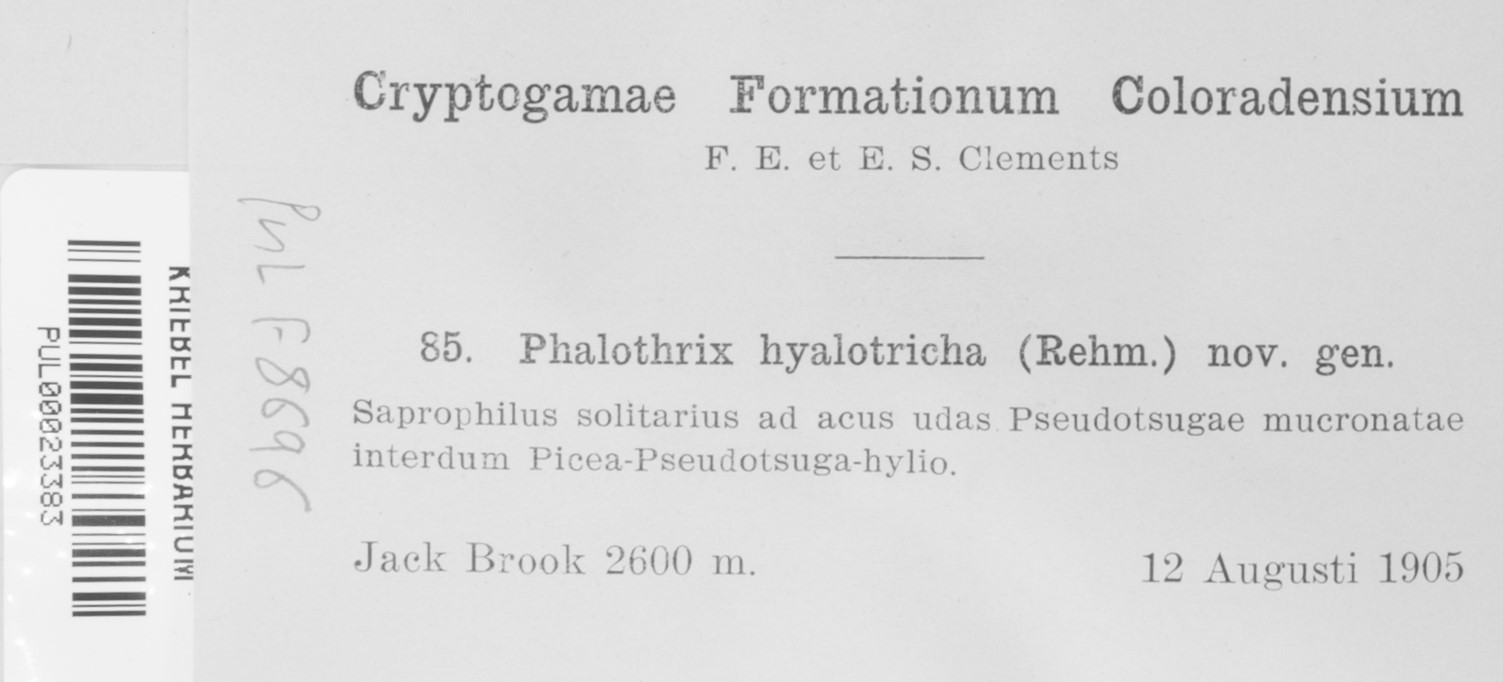 Phalothrix hyalotricha image