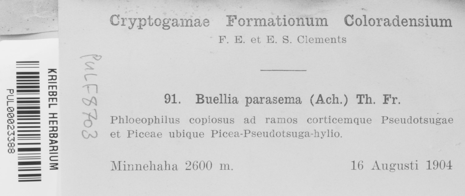 Buellia parasema image