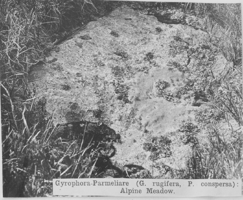 Gyrophora rugifera image