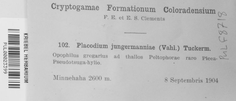 Placodium jungermanniae image