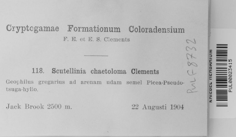 Scutellinia chaetoloma image