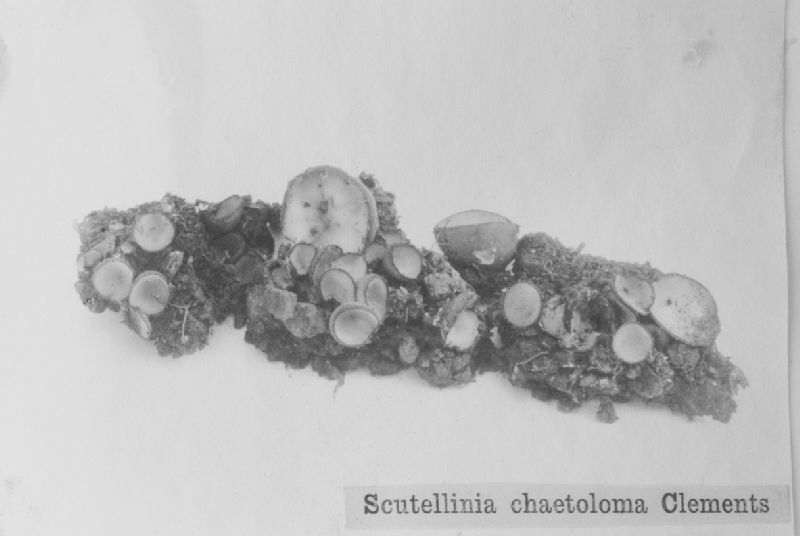 Scutellinia chaetoloma image