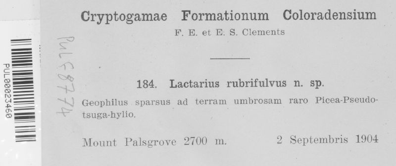 Lactarius rubrifulvus image